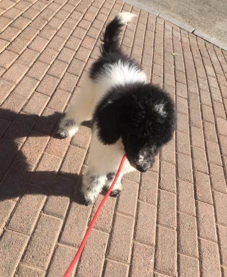 黑白花色巨贵,双血统出生纸,母亲是幻影,爸爸是灰白!