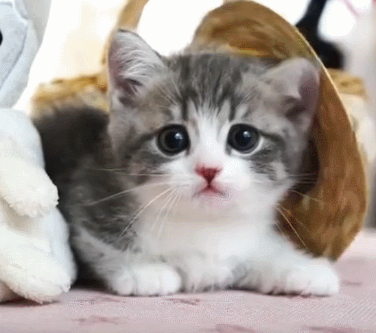 每日一笑这一看就不是什么正经猫