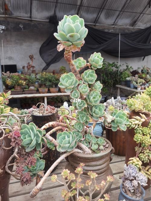 老桩多肉_多肉植物_家居家装_家居装饰