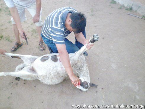 内蒙纪行 十一,血腥的盛情——杀羊过程的照片