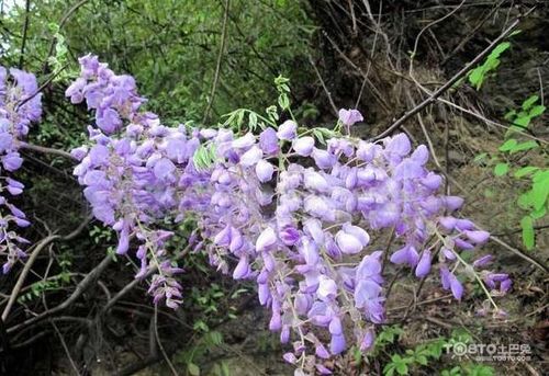 葛花的功效与作用嗜酒的进来看