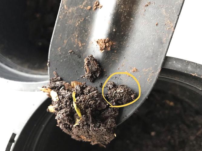 堆肥花盆里的白色小线 是什么虫子?