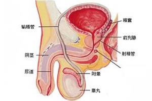 睾丸疼痛