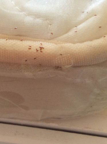 新买的床垫,怎么会有小虫子?