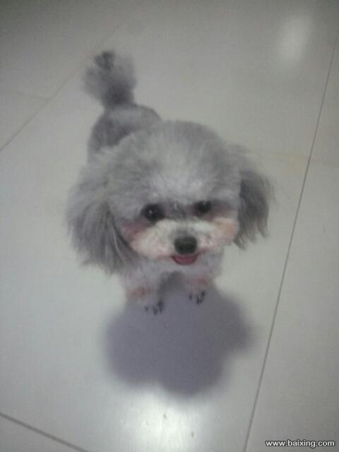 微小体茶杯体亮灰色泰迪种公对外借配现在优惠