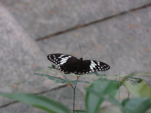 白斑眼蝶