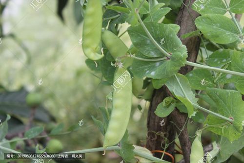 [正版商业] 荷兰豆