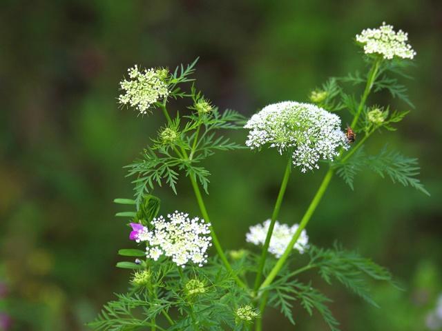 一种常见的植物野草,人称"蛇床子",价值比较大,是一种