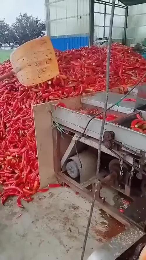 辣椒酱制作第一道工序,小小加工厂,一年利润几十万