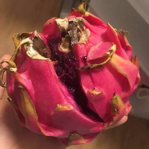 有一种无奈的食言,是天意火龙果的上市时间