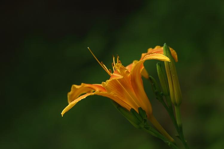 金针花图片7