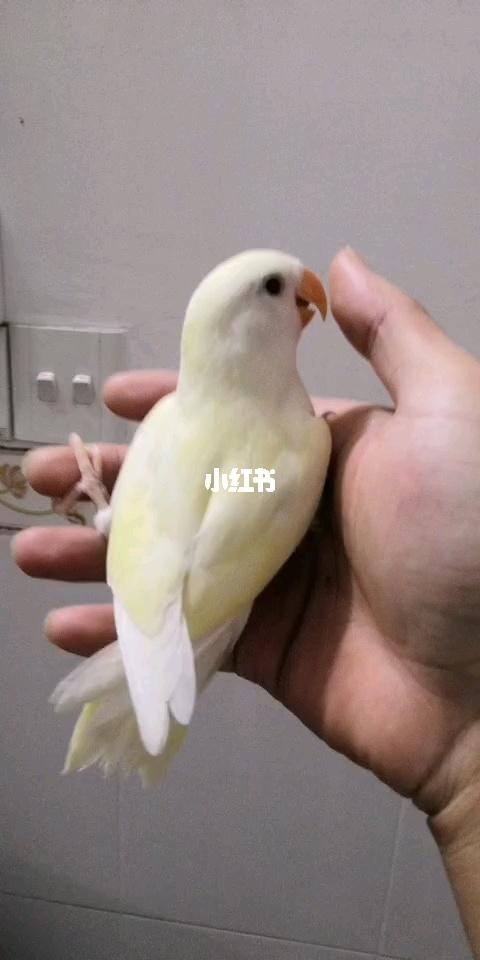 日银 有点好看_鹦鹉_牡丹_手养牡丹鹦鹉_宠物_宠物其他
