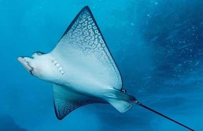 鳐鱼和魟鱼的体型不同