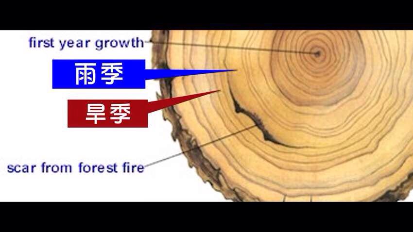 说能给我树木的横切面结构图,就是将树干的部分一层层