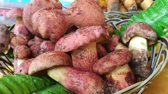 云南易门县借互联网打造野生菌特色品牌