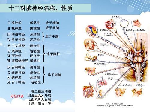 脑神经3课件