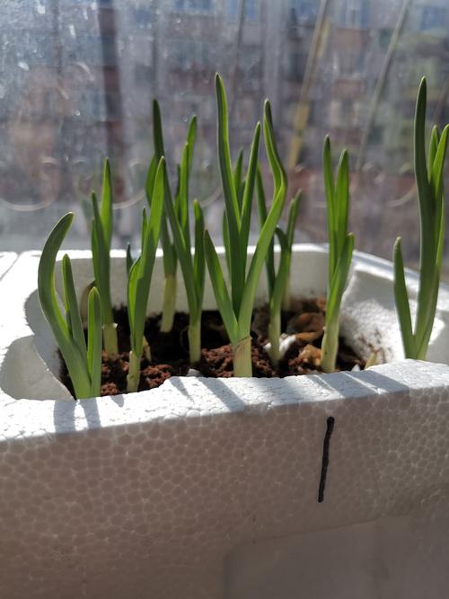 蒜苗的成长日记