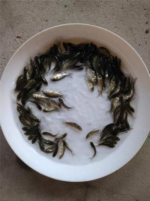 肇庆白鲫鱼苗云浮湘云鲫鱼苗东莞鲫鱼苗批发