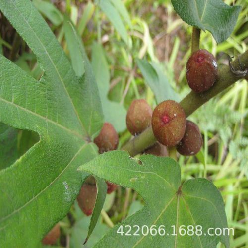 五指毛桃根 五指金龙椰香五指牛奶树木根五爪龙煲汤料