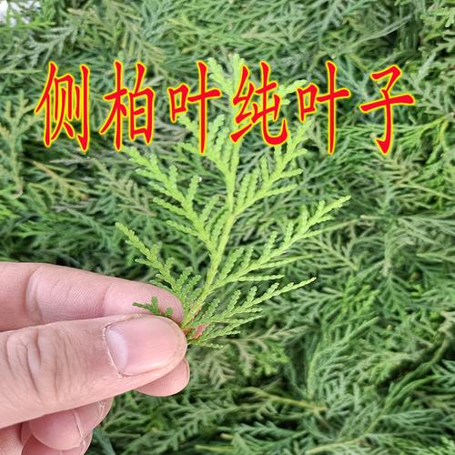 现摘现发新鲜侧柏叶扁柏叶干净柏树叶无树枝可洗头养发护发乌发密