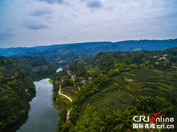 雅安雨城区茶旅融合发展多渠道助农增收