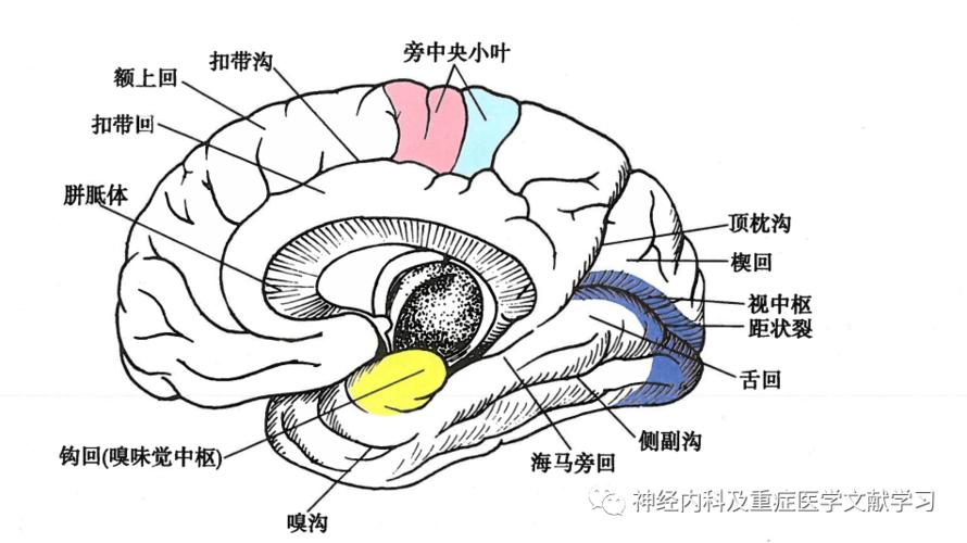 图-1左侧大脑半球侧面解剖和功能区大脑半球( cerebral hemisphere)的