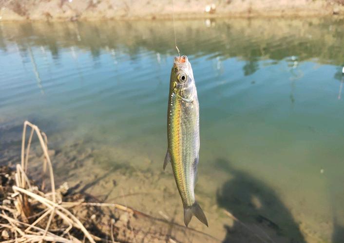 全面解析白条鱼的检测仪作用能辨别鱼情能指挥作钓