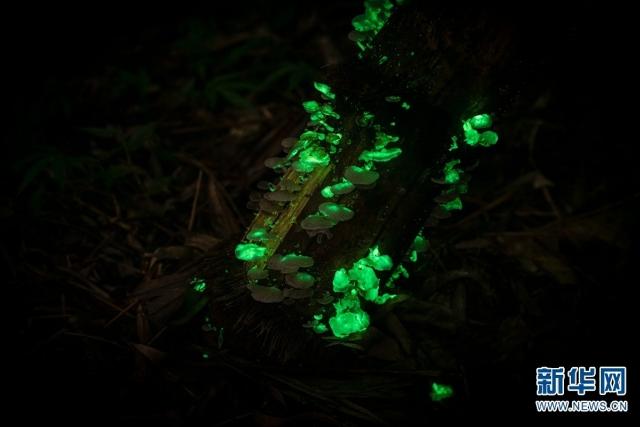 【万物滇行】真菌篇——发光蘑菇(图源:西双版纳热带植物园)