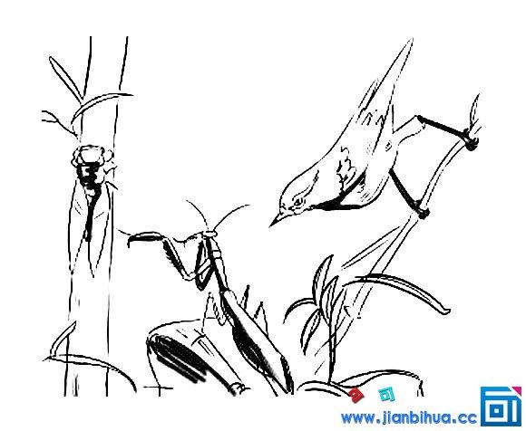 螳螂捕蝉黄雀在后简笔画怎么画