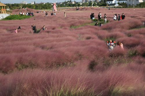 观赏常熟福山平巷里花海