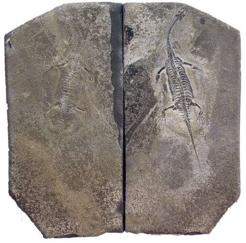 2亿年) 地层:上三叠统小凹组灰岩 代表生物:海生爬行动物,腕足动