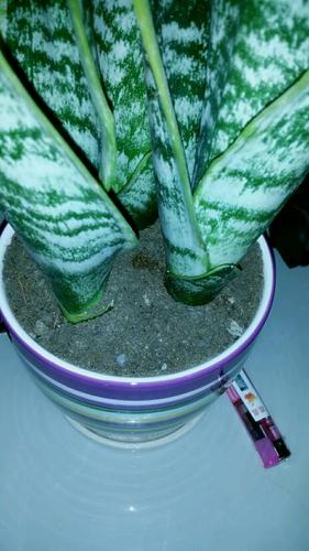 新移盘的虎尾兰用得着浇水吗?听说它怕水.如果不用浇水.