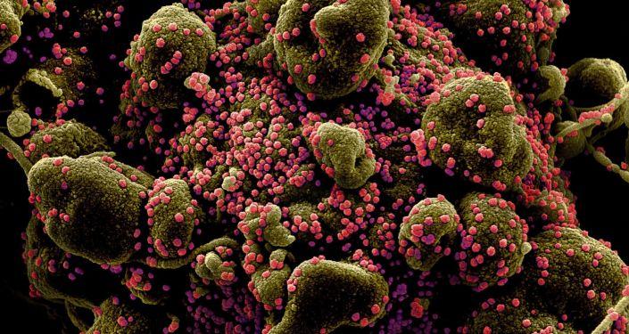 显微镜下的新冠病毒