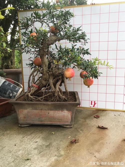 石榴树盆景