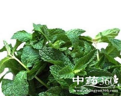 香花菜治感冒咳嗽虚劳咳嗽 香花菜(《生草药性备要》)【异名】绿薄荷
