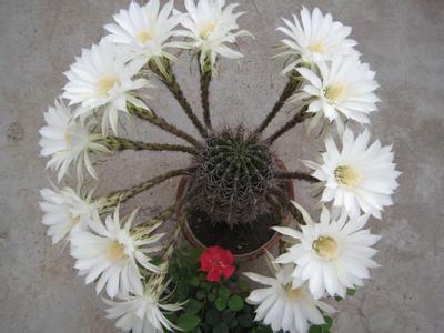 仙人球会开花吗?