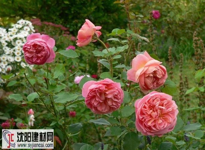 博斯科贝尔(boscobel)月季