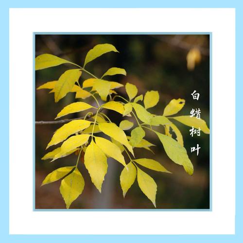 白蜡树叶