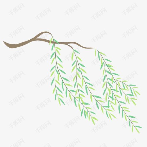柳树枝和柳叶png