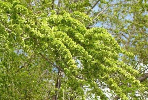 花皮榆树和榔榆有什么区别