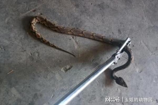 毒性一般伤害极高五步蛇究竟多恐怖被咬后切除伤口真的可行吗