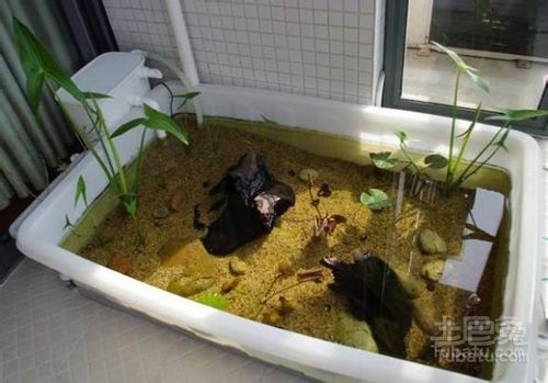 可是这对乌龟来说可能有点不适合,按照乌龟的生活习性:喜阴凉潮湿,最