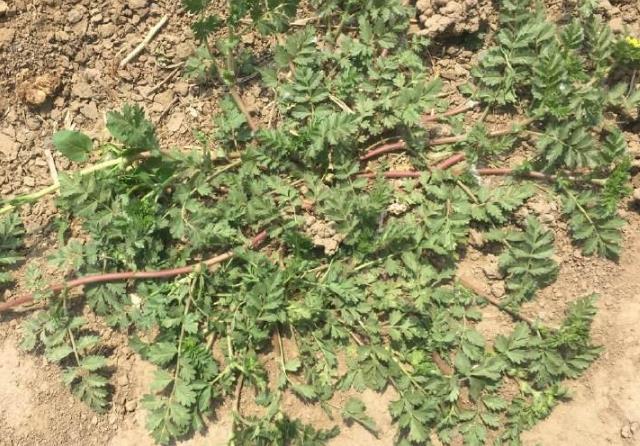 一种神奇的草"透骨草",你见过?治疗风湿病,舒筋活血效果好