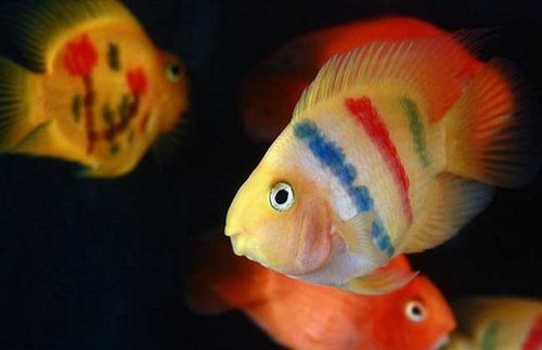 金刚鹦鹉鱼是血鹦鹉鱼的变种,头顶有肉瘤隆起,体色为大红色,体长也比