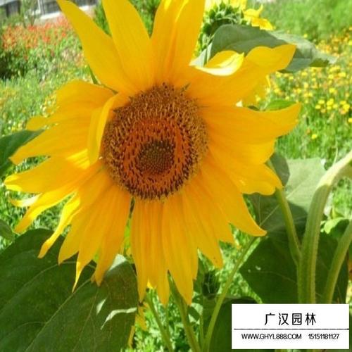 矮大头向日葵种子