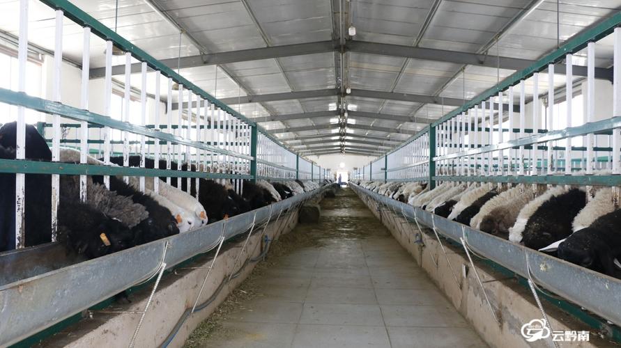 标准化的养殖场