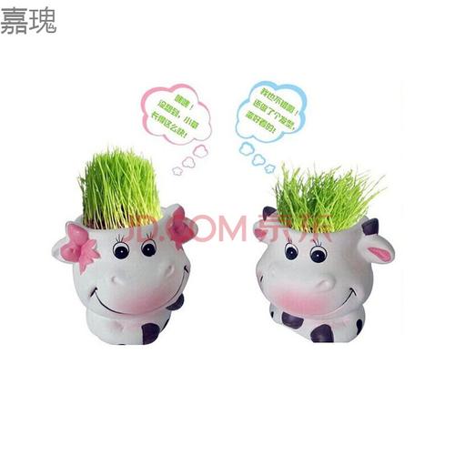 嘉瑰头上长草娃娃办公室桌面迷你植物儿童种植小盆栽幼儿园种植礼品