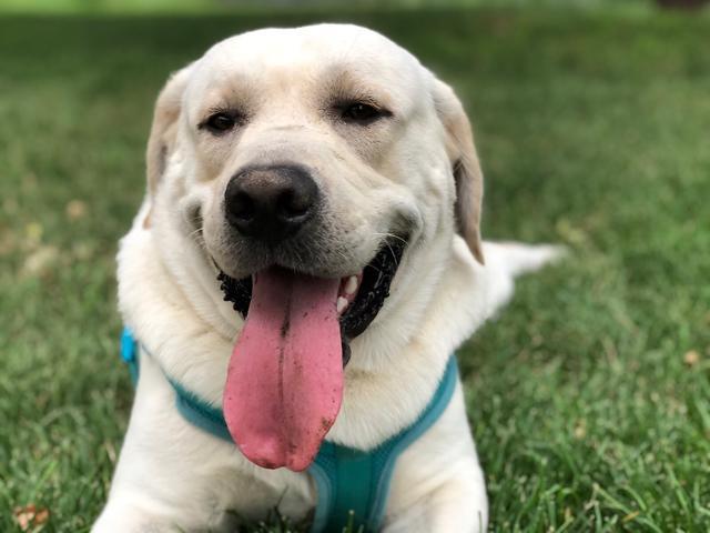 拉布拉多有黑,黄,米白和巧克力四种颜色,但是它们每种颜色的价格都是