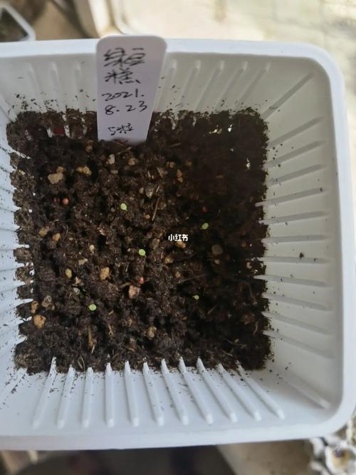入秋后第一次播种肉锥～_绿豆糕_多肉植物_绿豆糕肉锥