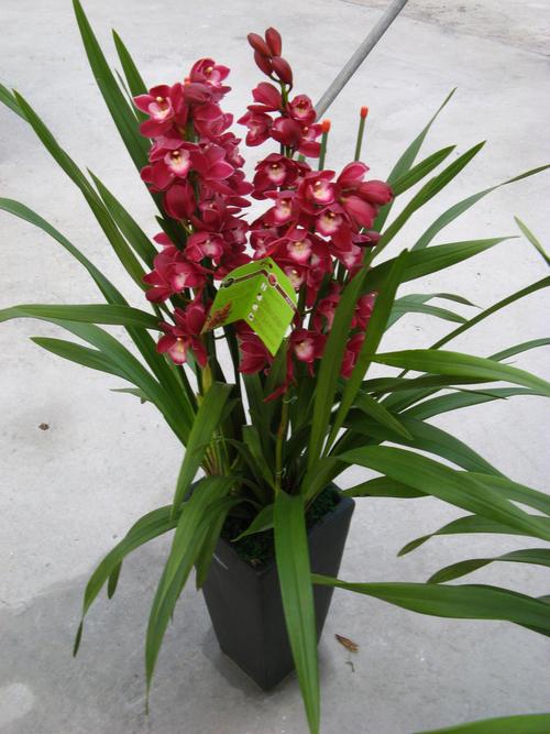 大花蕙兰如何盆栽